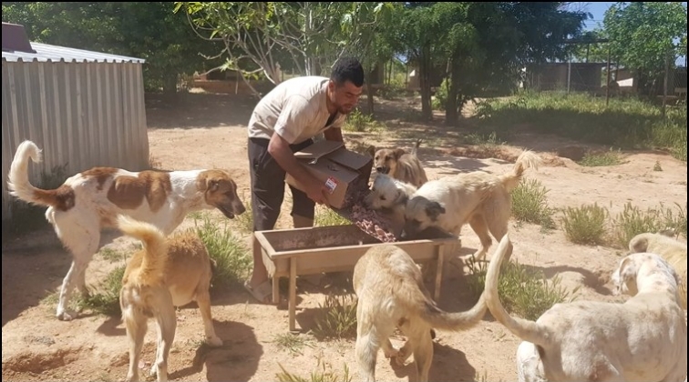 CAHİDE sokak canlarını a&ccedil; bırakmadı...