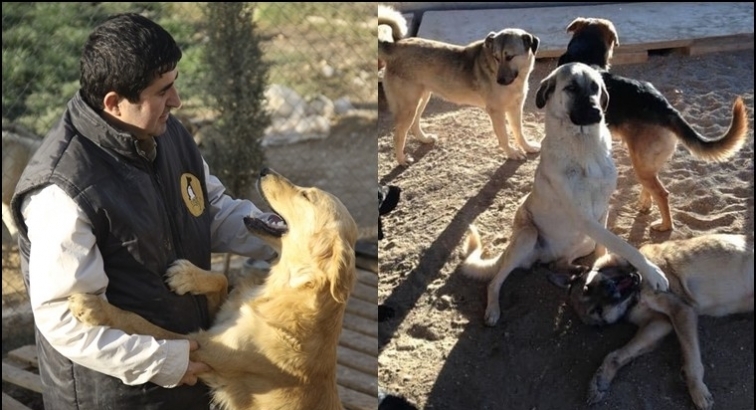 CAHİDE&rsquo;den k&ouml;peklerin toplanmasına tepki!