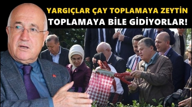 Cemil &Ccedil;i&ccedil;ek: Yargı&ccedil;lar &ccedil;ay, zeytin toplamaya gidiyorlar!