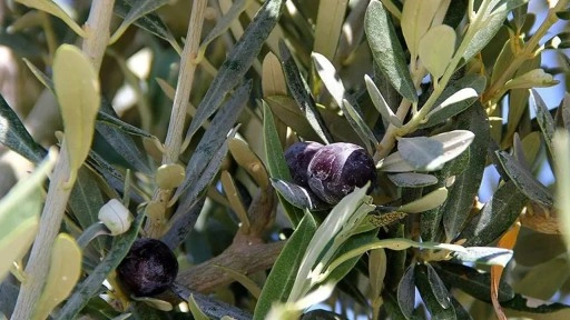 CHP'den iktidara 'zeytin ağacı' tepkisi: 'Sermaye grubunun eline teslim ettirmey