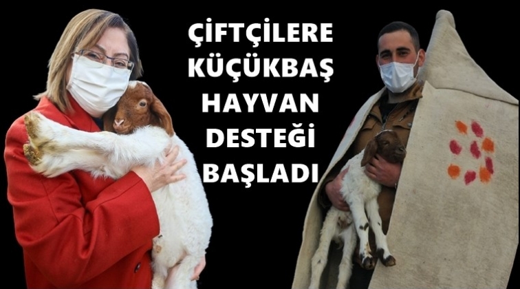 &Ccedil;ift&ccedil;ilere k&uuml;&ccedil;&uuml;kbaş hayvan desteği...