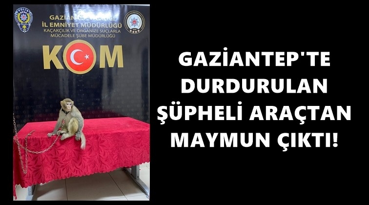 Dikkat! Ara&ccedil;ta maymun var...