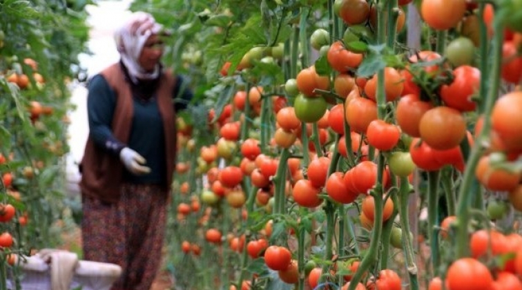 Domates üreticisinin gözü Avrupa pazarında