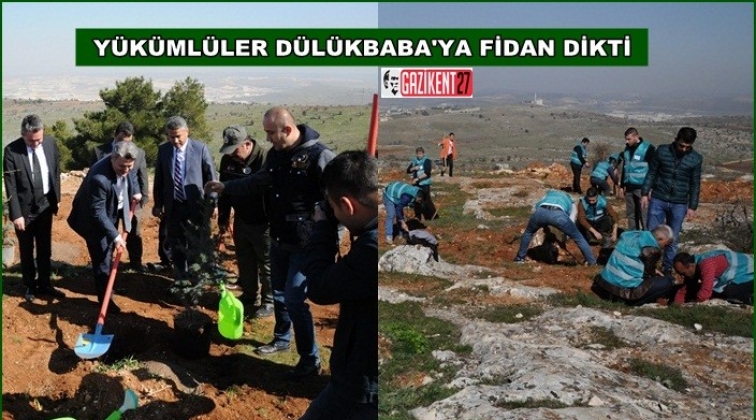 D&uuml;l&uuml;kbaba'ya 3500 fidan daha dikildi