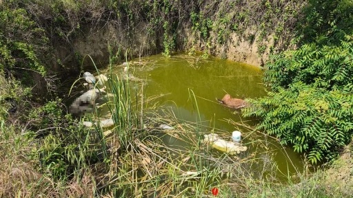 Edirne'de vahşet: Çukurda başsız 3 ölü köpek bulundu!