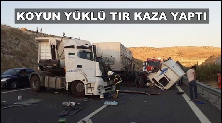 Feci kazada onlarca koyun telef oldu!