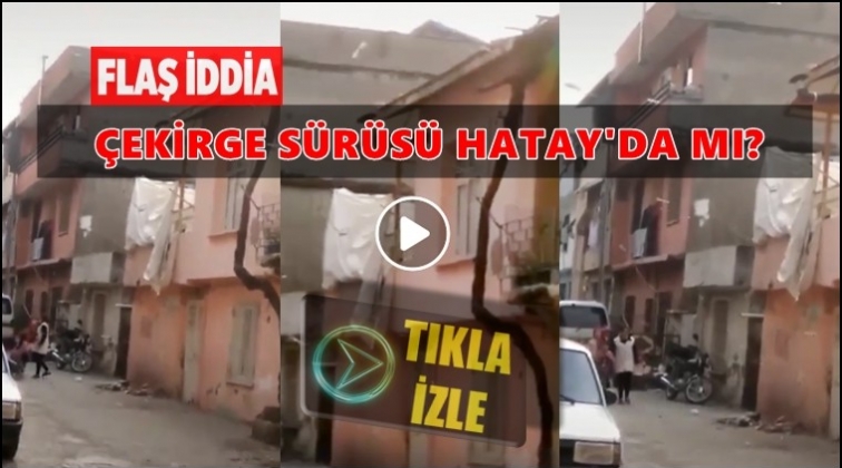 Flaş iddia: &Ccedil;ekirge s&uuml;r&uuml;s&uuml; Hatay'da!..