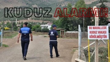 Gaziantep’te iki mahallede kuduz alarmı!