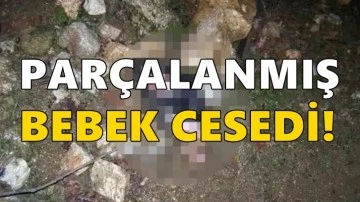 Gaziantep’te köpekler tarafından parçalanmış bebek cesedi bulundu!