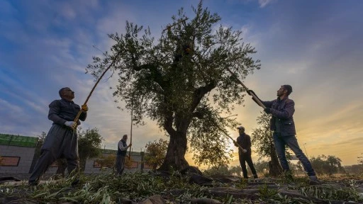 Gaziantep ve çevresinde zeytin hasadı başladı