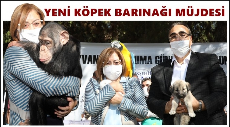 Gaziantep'e yeni k&ouml;pek barınağı yapılacak