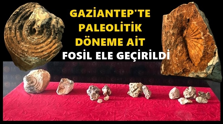 Gaziantep'te 14 fosil ele ge&ccedil;irildi