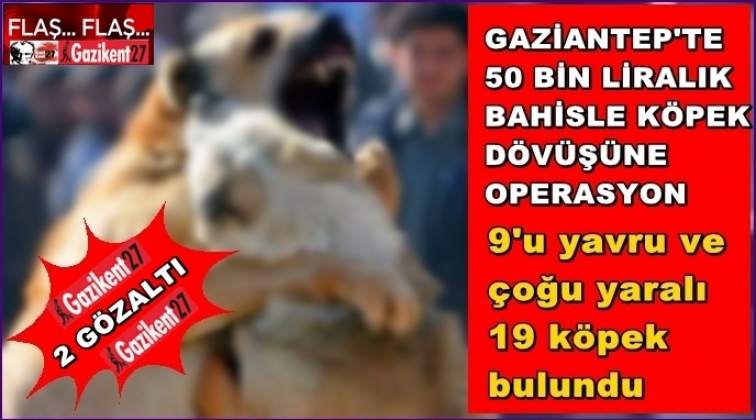 Gaziantep'te 50 binlik köpek dövüşü!..
