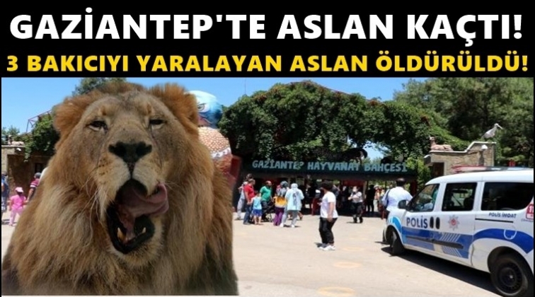 Gaziantep'te aslan hayvanat bah&ccedil;esinden ka&ccedil;tı!