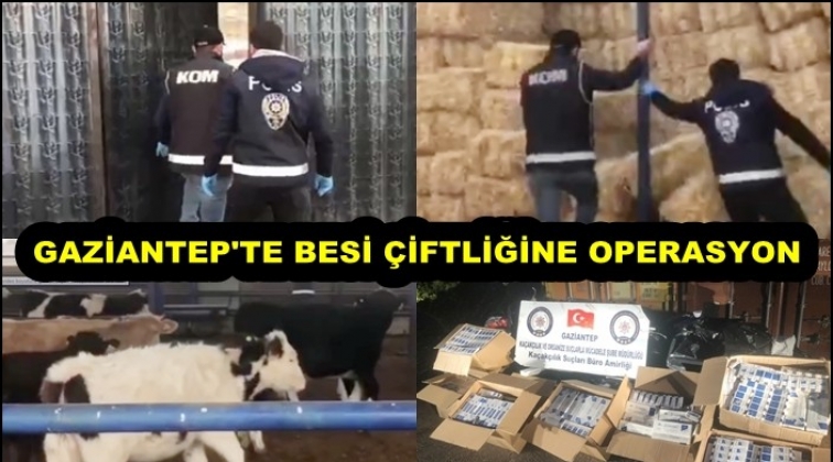 Gaziantep'te besi &ccedil;iftliğine operasyon!