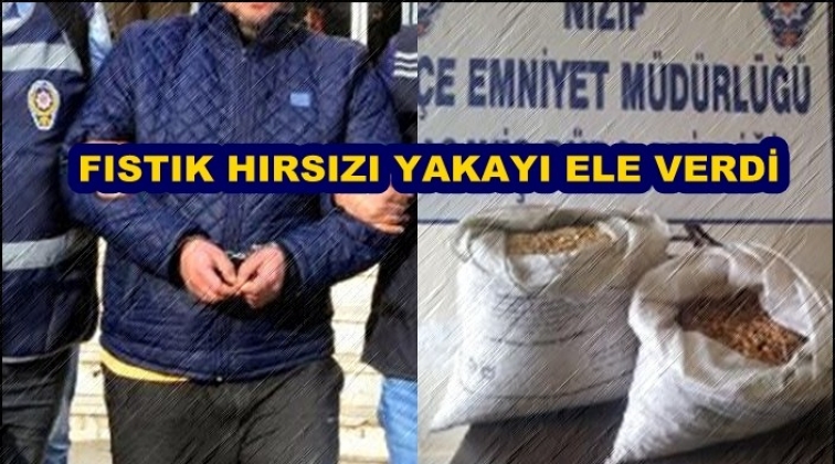 Gaziantep'te fıstık hırsızı polisten kaçamadı!