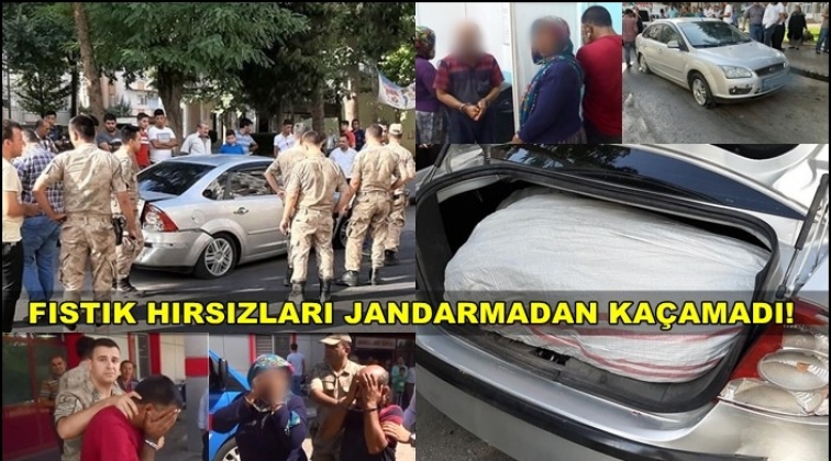 Gaziantep&rsquo;te fıstık hırsızları b&ouml;yle yakalandı!