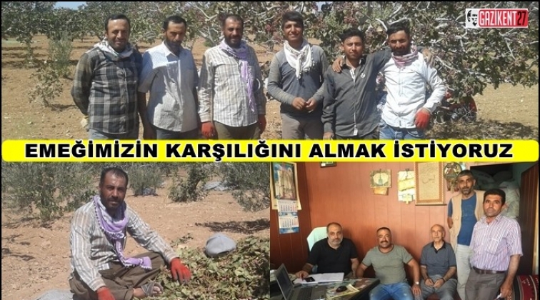 Gaziantep'te fıstık &uuml;reticilerinin fiyat beklentisi