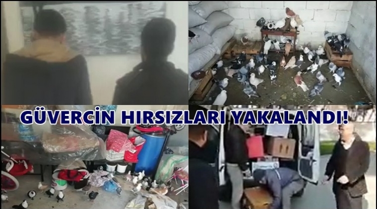 Gaziantep'te g&uuml;vercin hırsızlığına 2 g&ouml;zaltı