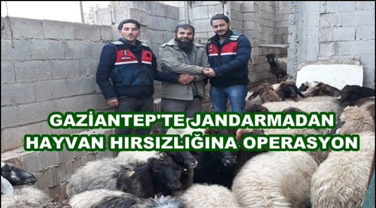 Gaziantep'te hayvan hırsızlarına operasyon