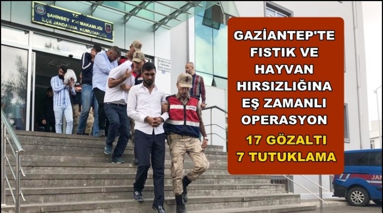 Gaziantep'te hayvan ve fıstık hırsızlığına 17 g&ouml;zaltı