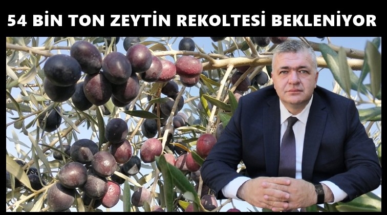 Gaziantep&rsquo;te y&uuml;ksek zeytin rekoltesi bekleniyor