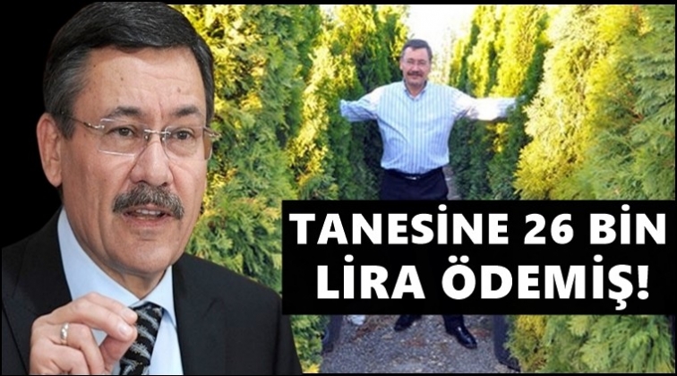 G&ouml;k&ccedil;ek'in 'Cedrus Deodora Pendula&rsquo; aşkı