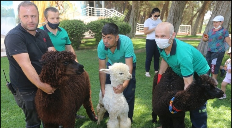 Hayvanat Bah&ccedil;esi 54 hayvanı koruma altına aldı