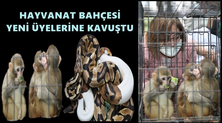 Hayvanat Bah&ccedil;esi yeni &uuml;yelerine kavuştu