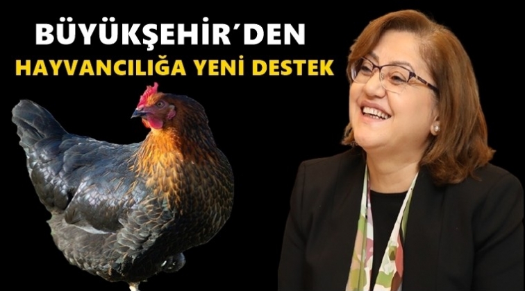 Hayvancılığa destek devam ediyor