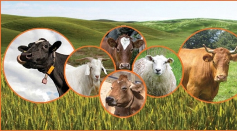 Hayvancılık sekt&ouml;r&uuml;n&uuml;n kalbi Antalya'da atacak