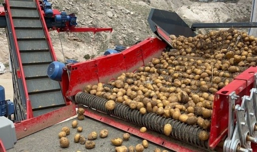 Hepsi geri gönderildi: 2 bin tondan fazla patates virüslü çıktı!