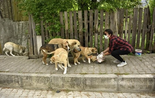 İstanbul'da sokak köpeklerini beslemek yasaklandı!