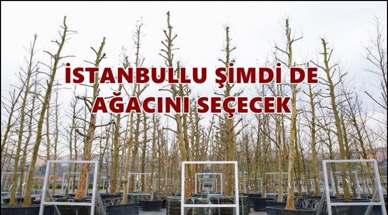 İstanbullu kendi ağacını seçecek