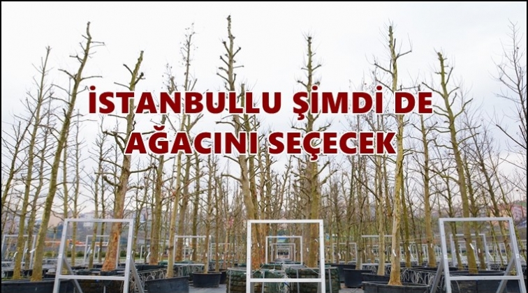 İstanbullu kendi ağacını se&ccedil;ecek