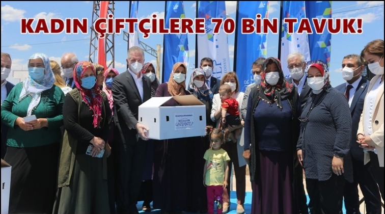 Kadın &ccedil;ift&ccedil;iye 70 bin tavuk dağıtılacak...