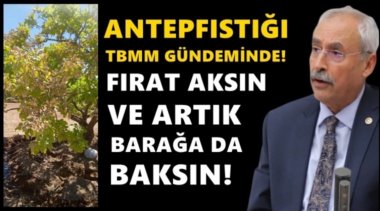 Kaplan: Fıstık ağa&ccedil;ları susuzluktan kuruyor!