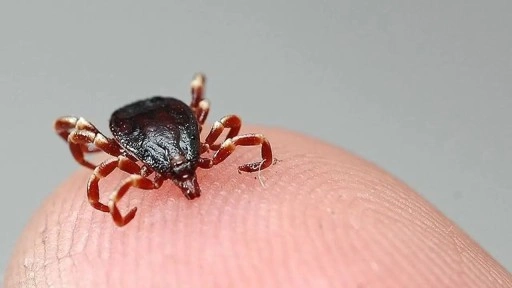 Kene kâbusu devam ediyor: 2 acı haber daha geldi!