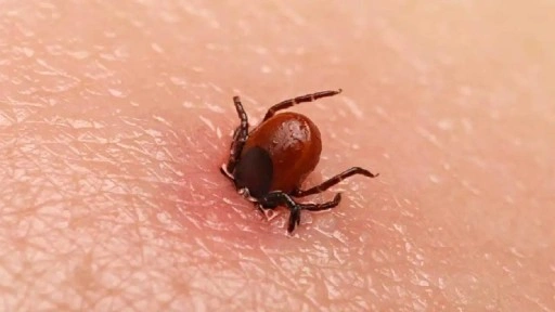 Kenelere dikkat! Yaz aylarında artan KKKA vakalara karşı ne yapmalı?
