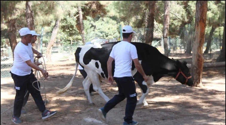 Kurban Yakalama Timi 10 b&uuml;y&uuml;kbaş hayvanı yakaladı