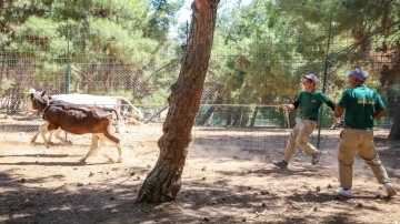 Kurban yakalama timi göreve hazır...