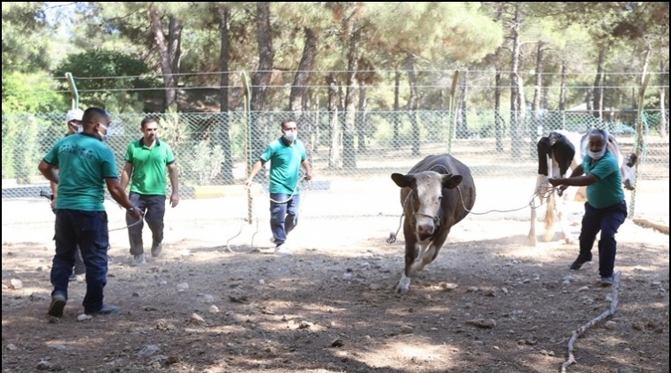 Kurbanlık Yakalama Timi eğitimleri tamamladı