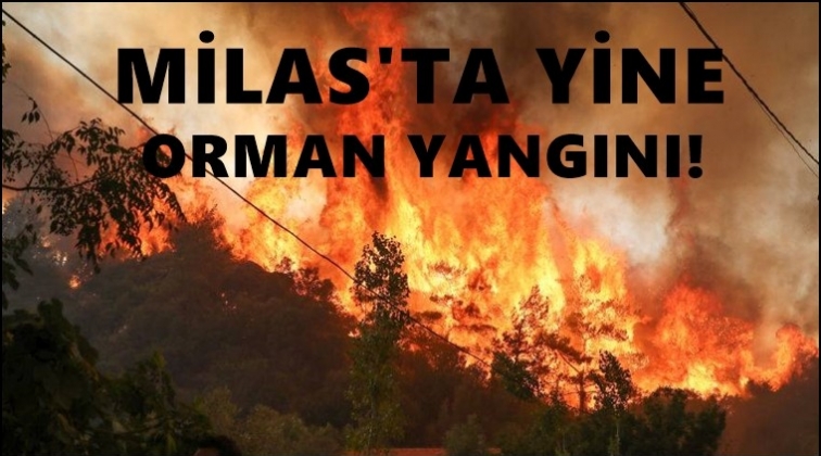 Milas'ta yine orman yangını &ccedil;ıktı!