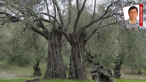 Milletvekillerinden ‘eksiksiz’ genel kurulda olmaları istendi: AKP’de zeytin teklifi ‘alarmı’