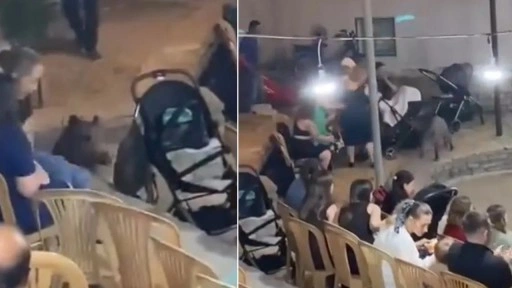 Muğla'da yaban domuzu düğüne daldı