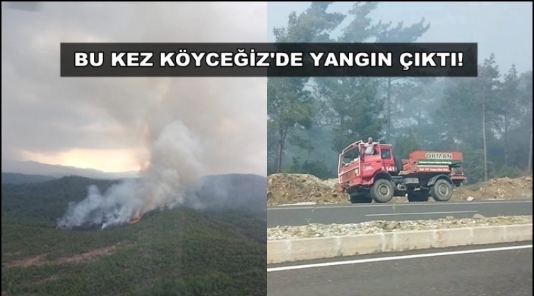 Muğla'da yangın bitmiyor!