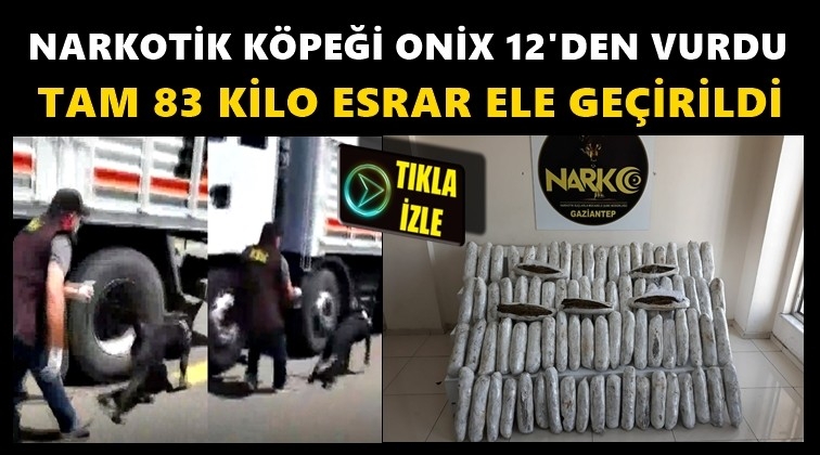 Narkotik k&ouml;peği "Onix" 12'den vurdu!