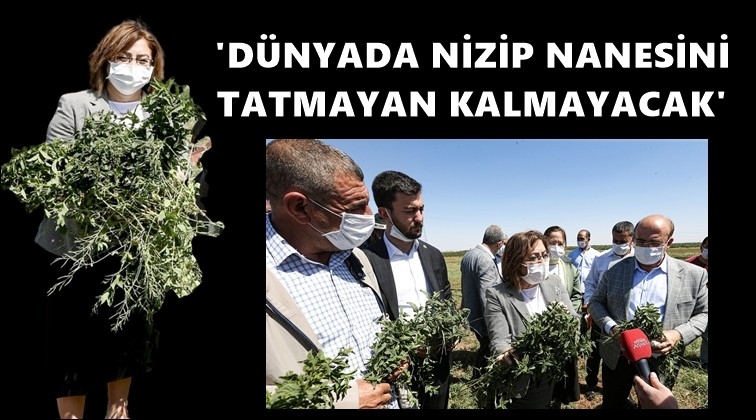 'Nizip nanesini tanımayan kalmayacak'
