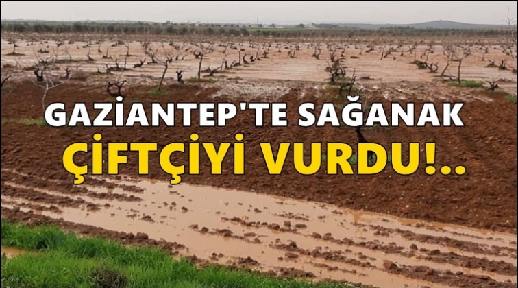 Nizip ve Karkamış&rsquo;da sel&nbsp;&ccedil;ift&ccedil;iyi&nbsp;vurdu!
