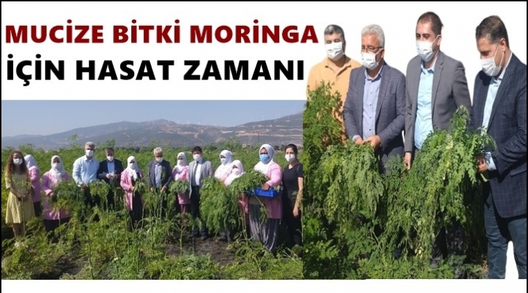 Nurdağı'nda 'Moringa' hasadı başladı